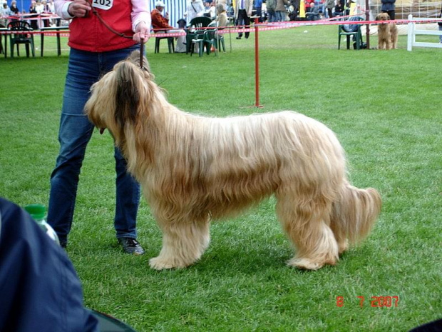 #briard #briardy #pies #psy #wystawa