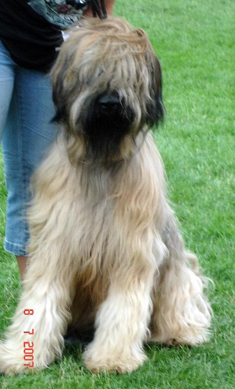 #briard #briardy #pies #psy #wystawa