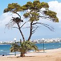 duże i małe #grecja #ateny #wakacje #drzewa