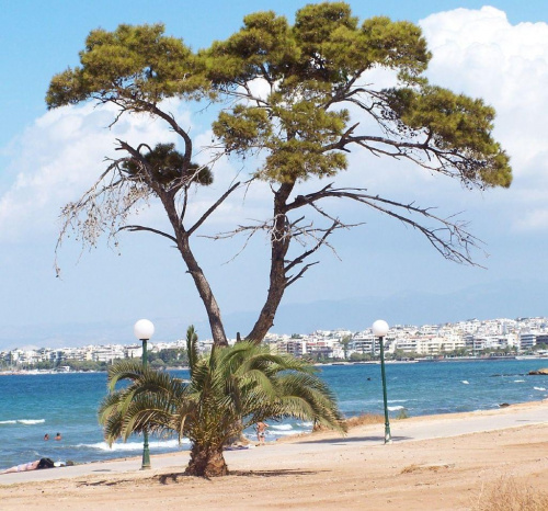 duże i małe #grecja #ateny #wakacje #drzewa