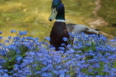 Relacja z niedzielnego spacerku po Łazienkach Królewskich w Warszawie #Kaczor #Niezapominajki #kwiaty #ptak