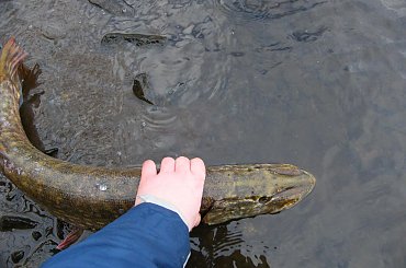 #czupak #muckno #szaman #jezioro #irlandia #lake #spininng