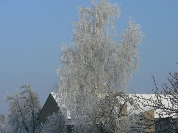 -20*C #zima #mróz #drzewo