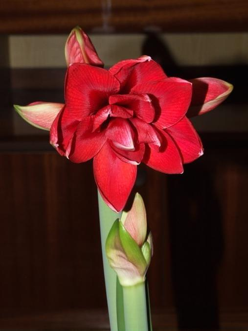 odmiana 'Double Dragon' - 24 stycznia 2009 #amarylis #DoubleDragon #Hippeastrum #hydroponika