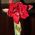 odmiana 'Double Dragon' - 24 stycznia 2009 #amarylis #DoubleDragon #Hippeastrum #hydroponika