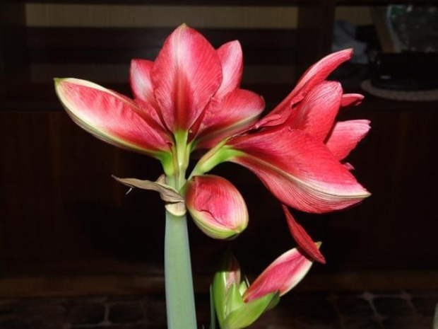 odmiana 'Double Dragon' - 25 stycznia 2009 #amarylis #DoubleDragon #Hippeastrum #hydroponika