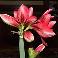 odmiana 'Double Dragon' - 25 stycznia 2009 #amarylis #DoubleDragon #Hippeastrum #hydroponika