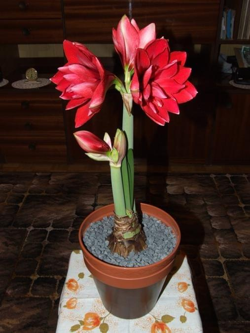 odmiana 'Double Dragon' - 26 stycznia 2009 #amarylis #DoubleDragon #Hippeastrum #hydroponika