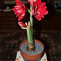 odmiana 'Double Dragon' - 26 stycznia 2009 #amarylis #DoubleDragon #Hippeastrum #hydroponika