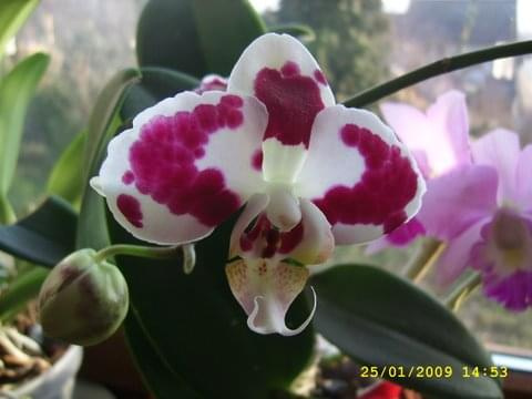 Phal. Ever Spring