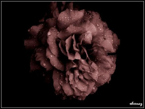 z głębokiej studzienki :P #kwiat #róża #przyroda