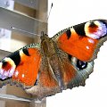 Motyl, Rusalka pawik, owady #FAUNA #motyl #przyroda #RusłkaPawik #PieknoPrzyrody