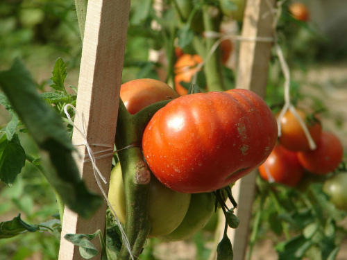 Pomidorek #roślina #pomidor #makro