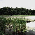 Jezioro Łaźno w Puszczy Boreckiej