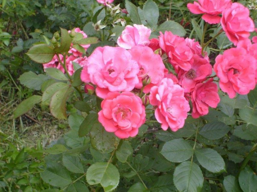 Róze #róże #kwiaty #rosliny