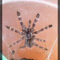 P. regalis L1