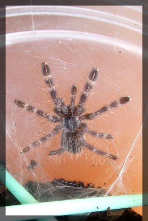 P. regalis L1