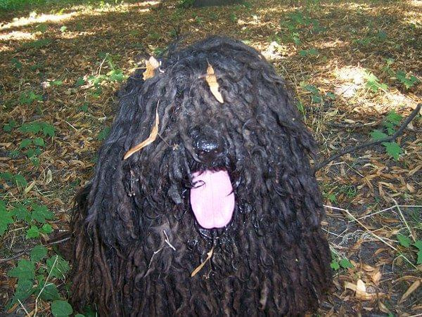 hungarian puli