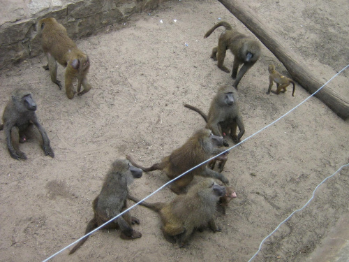 małpy na wybiegu we wrocławskim zoo :)