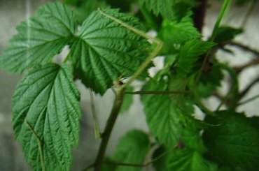 Jedzonko Ramulus Artemis #robal