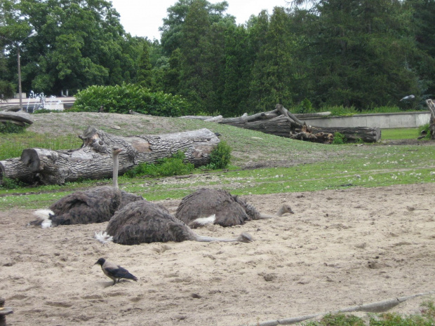 strusie w wrocławskim zoo :)