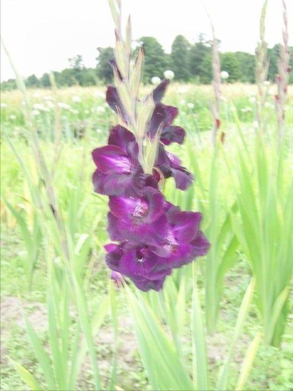 Blue Bird #Gladiole