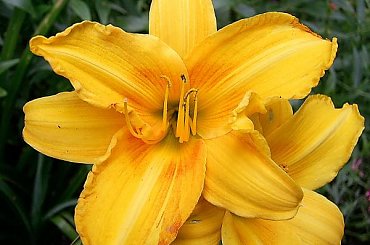 W moim ogrodzie - liliowiec żółto-pomarańczowy #kwiaty #lato #Liliowce #liliowiec #MojeRosliny #MÓJOGRÓD #ogrod #PieknoPrzyrody #rosliny