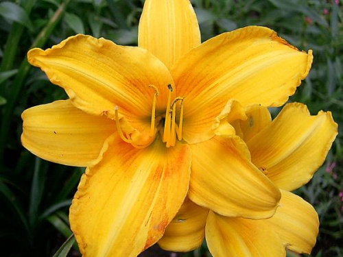 W moim ogrodzie - liliowiec żółto-pomarańczowy #kwiaty #lato #Liliowce #liliowiec #MojeRosliny #MÓJOGRÓD #ogrod #PieknoPrzyrody #rosliny