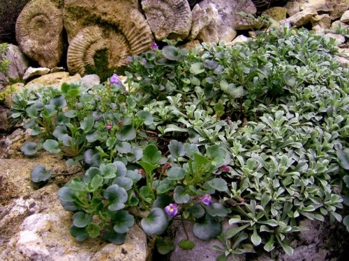 Rosliny skalne w moim ogrodzie #Skalniak #rosliny #RoslinySkalne #przyroda