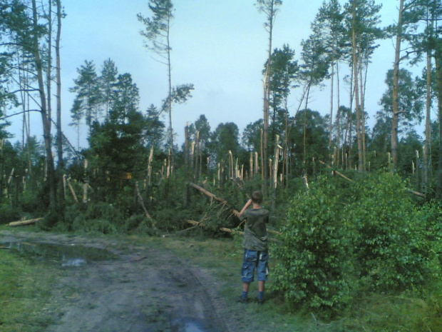 połamany las po wichurze