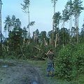 połamany las po wichurze