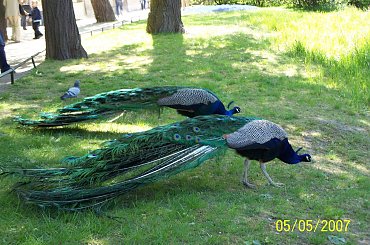 Para #pawie #pawy #PawyWParkuŁazienkowskim #PawieWParkuŁazienkowskim #para #ParaPawii #ZdjęciePawia #ZdjęciePawa #ŁadnePawie #ŁadnePawy