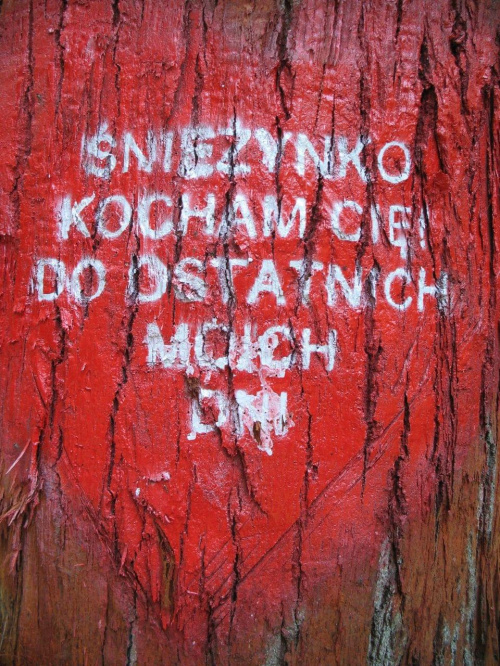 KOLUSZKI LAS Wyznanie miłości na pniu drzewa #KOLUSZKI #LAS #WYZNANIEMIłOŚCI #ŚNIEŻYNCE