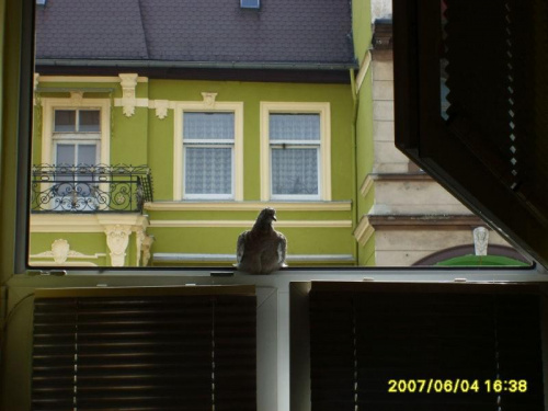 mlodziutki golabek u mnie na oknie:)