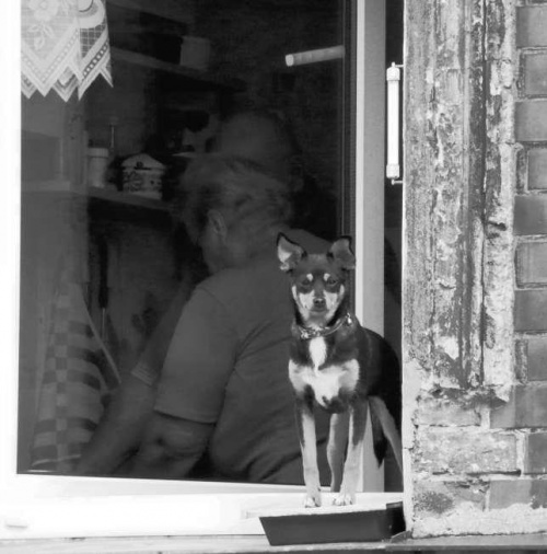codzienność
spacer po słupsku #pies #okno