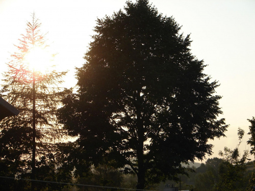Drzewo #słońce #światło #drzewo #ciekawe