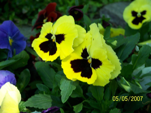 Ah ta żółć #kwiatki #kwiaty #bratki #KwiatkiBratki #BratkiWParkuŁazienkowskim #KwiatkiBratkiWParkuŁazienkowskim #BratkiWŁazienkach #łazienki #ParkŁazienkowski #PiękneZdjęcie #ZdjęcieBratków #ŻółteBratki #KoloroweBratki #kolory #kolor