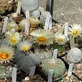 Astrophytum