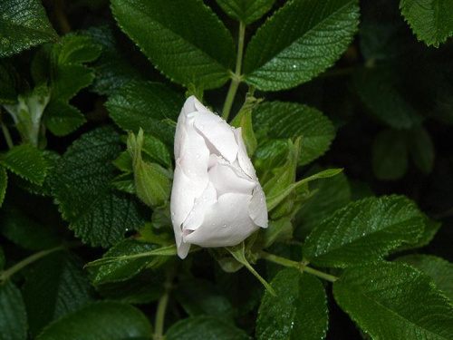 Po deszczu... #róza #biała #makro #kwiat #kwiatek #krople