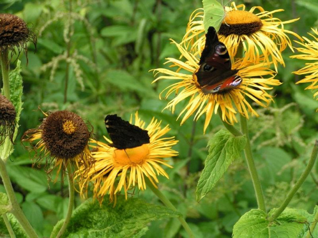 Motyle, w drodze na wyciąg #karpacz #wakacje #motyl