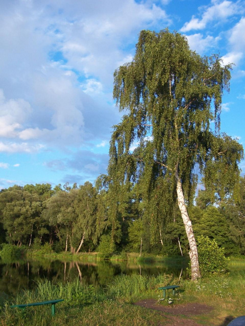 klimacik letni;d nad stawem