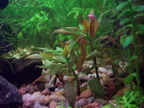 Akwarium lipiec 2007