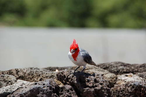 ptasiek czerwony, Oahu - Hawaje #usa #wycieczka