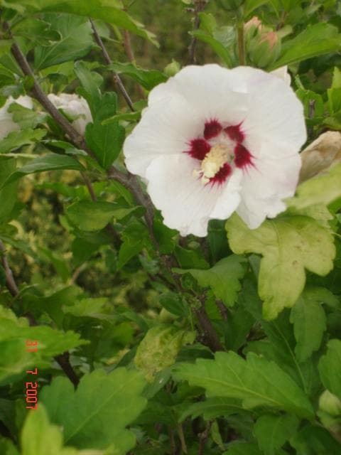 róża chińska /hibiskus/