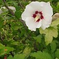 róża chińska /hibiskus/