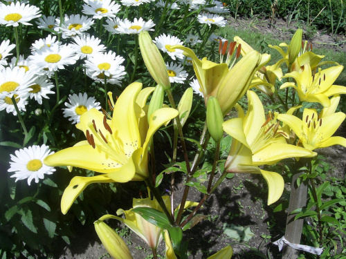 Stokrotki i żółte lilie #kwiaty #przyroda