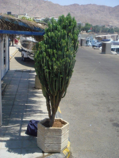 Akaba (Jordania) #sukulenty