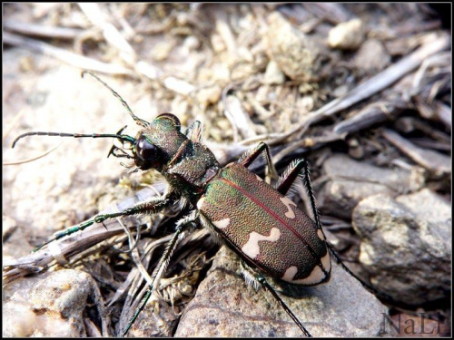 TrzyszczPiaskowy(CicinedaHybrida)