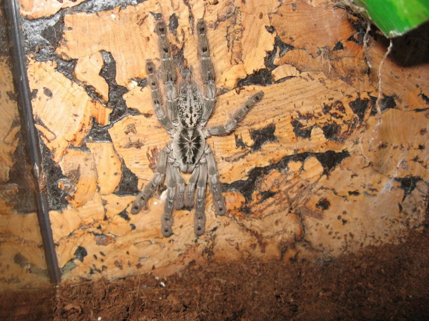 H.Maculata