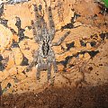 H.Maculata